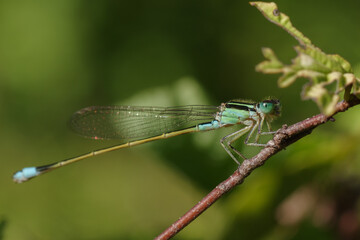 青緑のイトトンボが枝にとまる