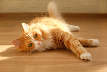 Ginger cat relaxing on the wooden floor at home