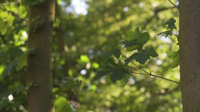 Tree leaf leaves greeen forest bokeh background b-roll b roll