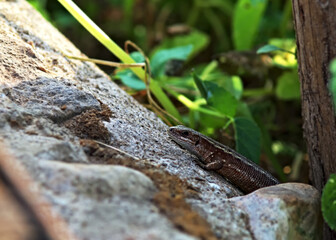Viviparous lizard close up. Brown beautiful lizard on a stone parapet in macro mode. The lizard sits on a stone.
