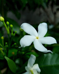 Fototapeta na wymiar White crepe jasmin flower 