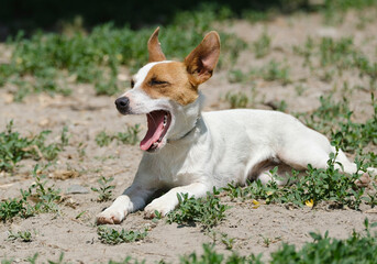 Naklejka na ściany i meble Sleepy jack russell terrier dog yawn.