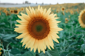 Sunflower garden on the summer season