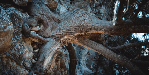 Old three in Rhodes Island 