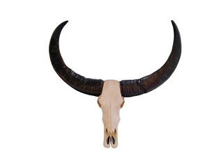 Buffalo skull isolated on white background.