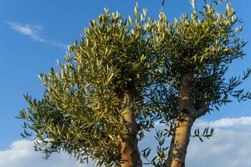 Olive tree against blue sky.