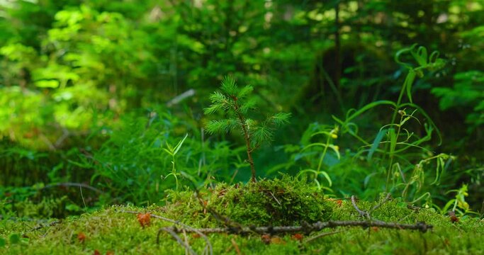 Young spruce and pine regrowth grew on plot. Afforestation. 4k footage. Close up fir tree spacious ground near the forest. Springtime. Earth Day, eco friendly concept.