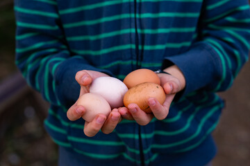 Child's hands holding fresh laid hen eggs from backyard chickens
