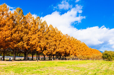 メタセコイア並木　秋のマキノ高原