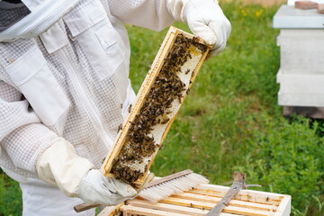 Imker in Schutzanzug beim Ernten von Honig