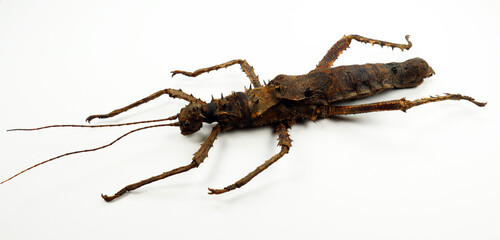 Spiny stick insect with spikes isolated on white. Haaniella echinata macro. Phasmidae, collection insects, entomology