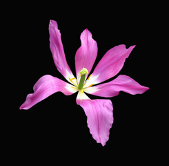 Beautiful tulip flower of purlpe violet color unusual shape isolated on black background close up, spring flower