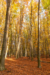 autumn forest nature with yellow leaves and trees in october