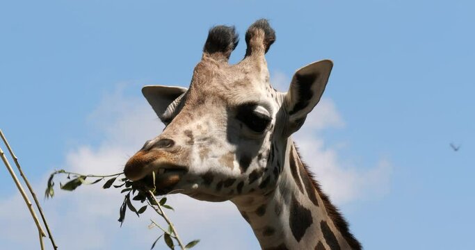 Giraffe eating the leafes from top of the tree (close-up shot)