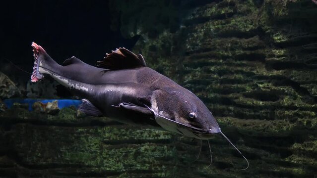 The redtail catfish (Phractocephalus hemioliopterus)