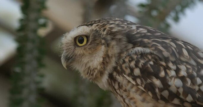 The burrowing owl (Athene cunicularia), also called the Shoco