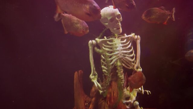 Skeleton of a sailor or pirate in an aquarium tank