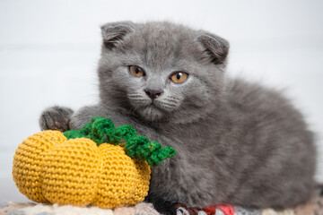The cat looks straight, a small pumpkin is knitted near it