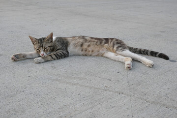 Close up sleeping cat lay down on the ground outside. 