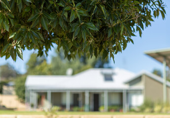 Tree leaves in front of blurred house
