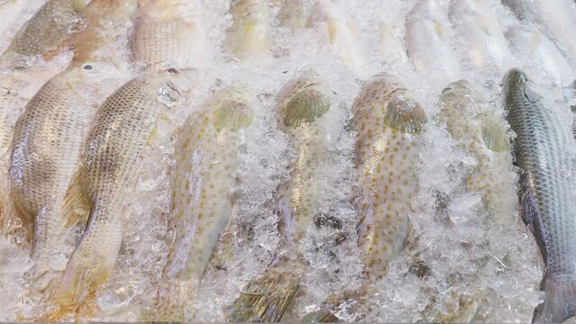 Fresh Seafood Fish on ice ( White snapper, Grouper fish, Raw fish mullet ) at the supermarket, Fresh fish on the ice ready for sale.