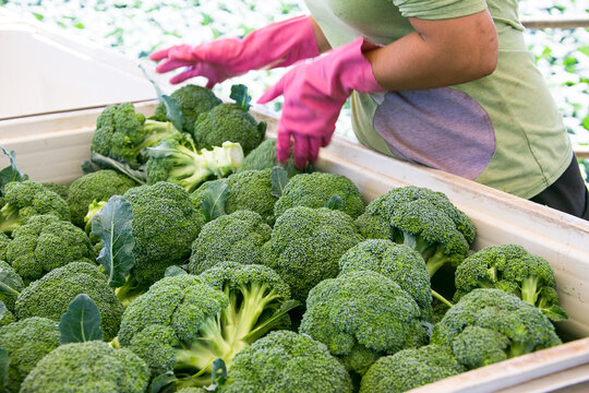 Freshly harvested broccoli being placed in tubs