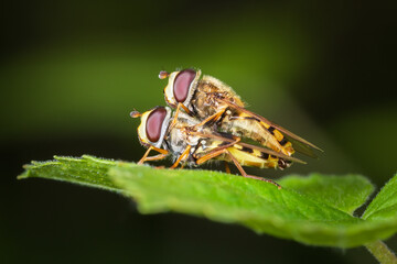 Hoverfly flies mating