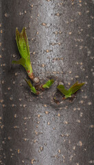 Sprouts on the tree