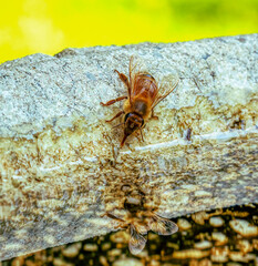 A honey bee drinking water