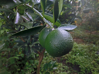 Green citrus fruit on the tree.