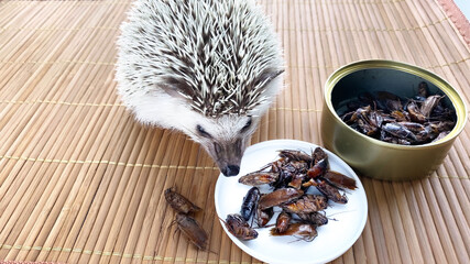 Little hedgehog pet eating canned cockroach. Canned food for insectivores. African pygmy hedgehog...