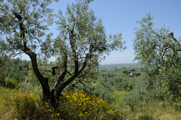 Olivenbaum am Berg