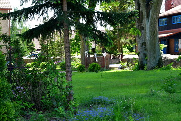 A view of a dirt path leading through a dense coniferous forest full of trees, shrubs, herbs, and other kinds of flora seen on a sunny summer day in Poland during a countryside hike