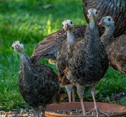 Baby turkeys