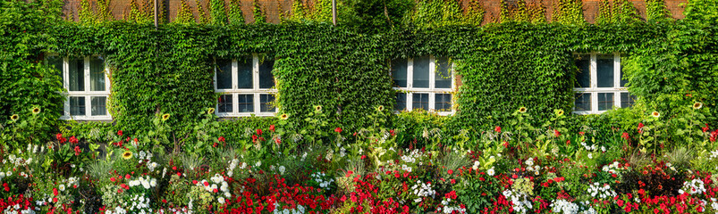 Fototapeta na wymiar Panorama of a city garden with sunflowers and other small red flowers and ivy on the wall. Gardening and natural concept background.
