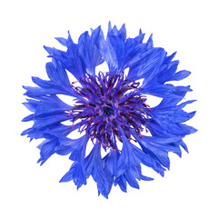 Vibrant blue cornflower blossom top view, isolated with transparent background