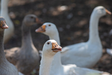 flock of domestic white geese in the village