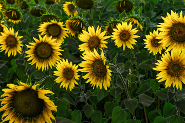 Fototapeta premium field of blooming sunflowers on a background sunset