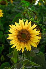 field of blooming sunflowers on a background sunset