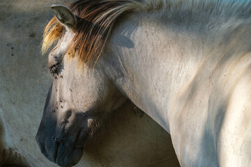 Konik horses    Konikpaarden © HollandPhotostock.nl