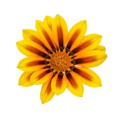 Yellow Gazania rigens flower head isolated with transparent background