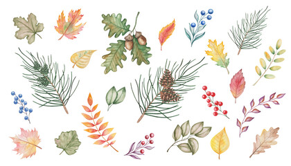 Fototapeta premium Watercolor illustration of hand painted berries, autumn leaves, fir tree, oak with acorn, pine, cone, maple, birch. Forest, woodland plants. Isolated clip art for fall fabric textile prints, posters