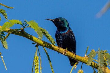A male  purple sunbird (Cinnyris asiaticus) in breeding plumage close up
