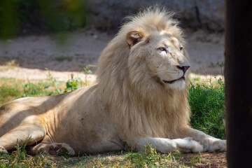 A male African White Lion (panthera leo) sitting in the shade and grass.