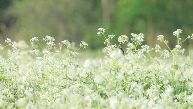 Whinchat singing in the middle of vegetation