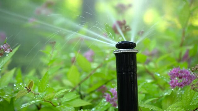 Automatic sprinklers watering grass, irrigation. Garden irrigation system.