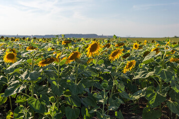 field sown with sunflower landscape of Ukrainian summer noon
