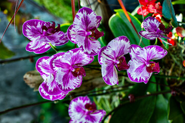 Orchids Singapore  