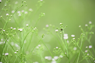 草原のてんとう虫と草花