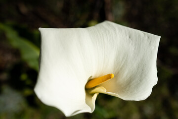 lily flowers in a park in a park in asia.